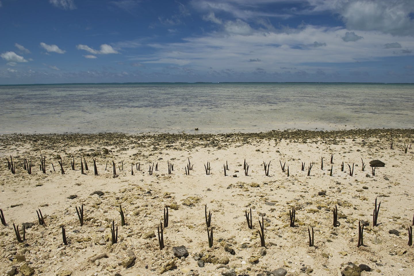 Kiribati mangroves