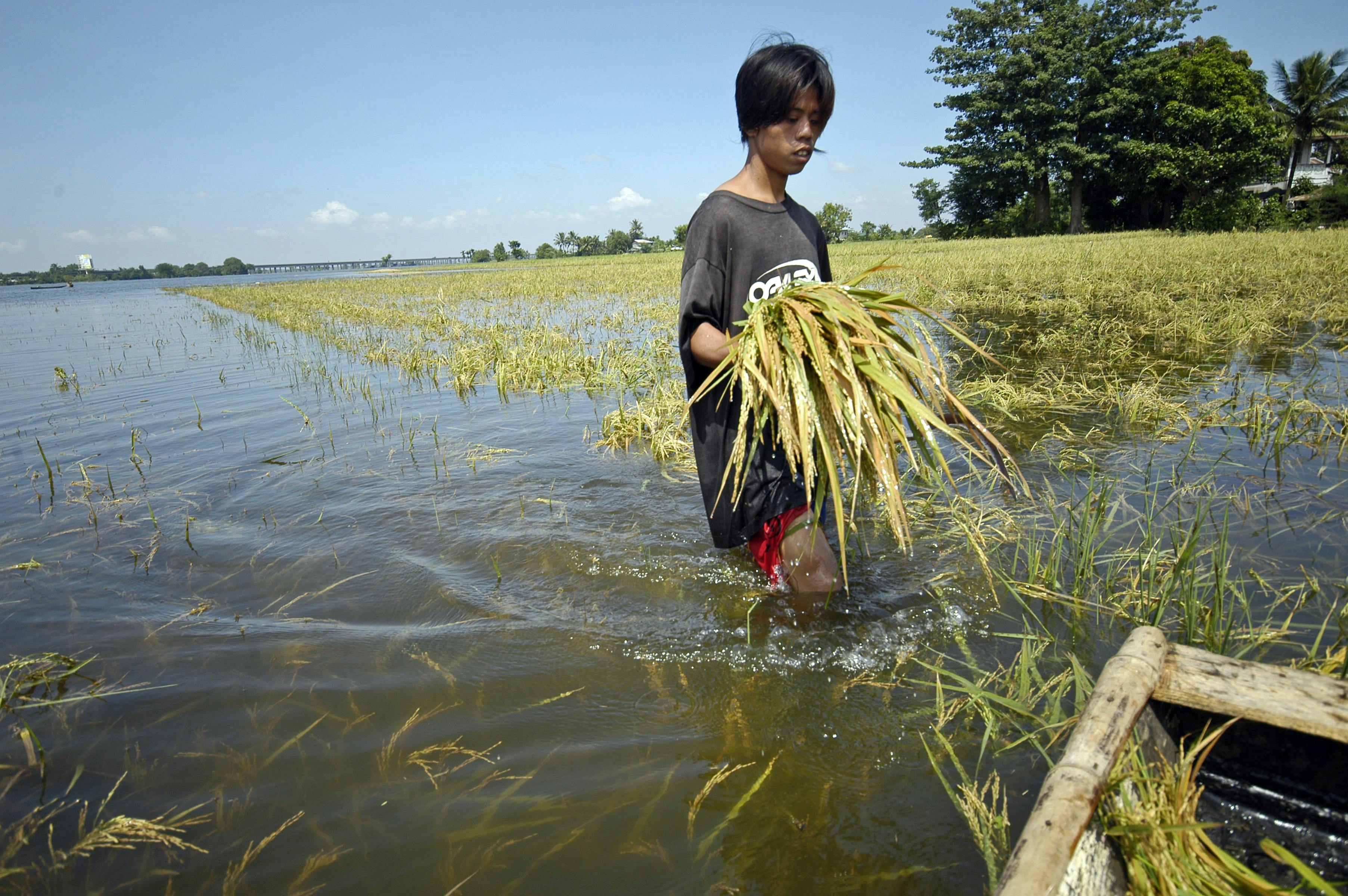 Farm_Flood_Philippines