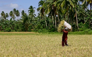 Man carrying bundle of rice in Quezon, Philippines