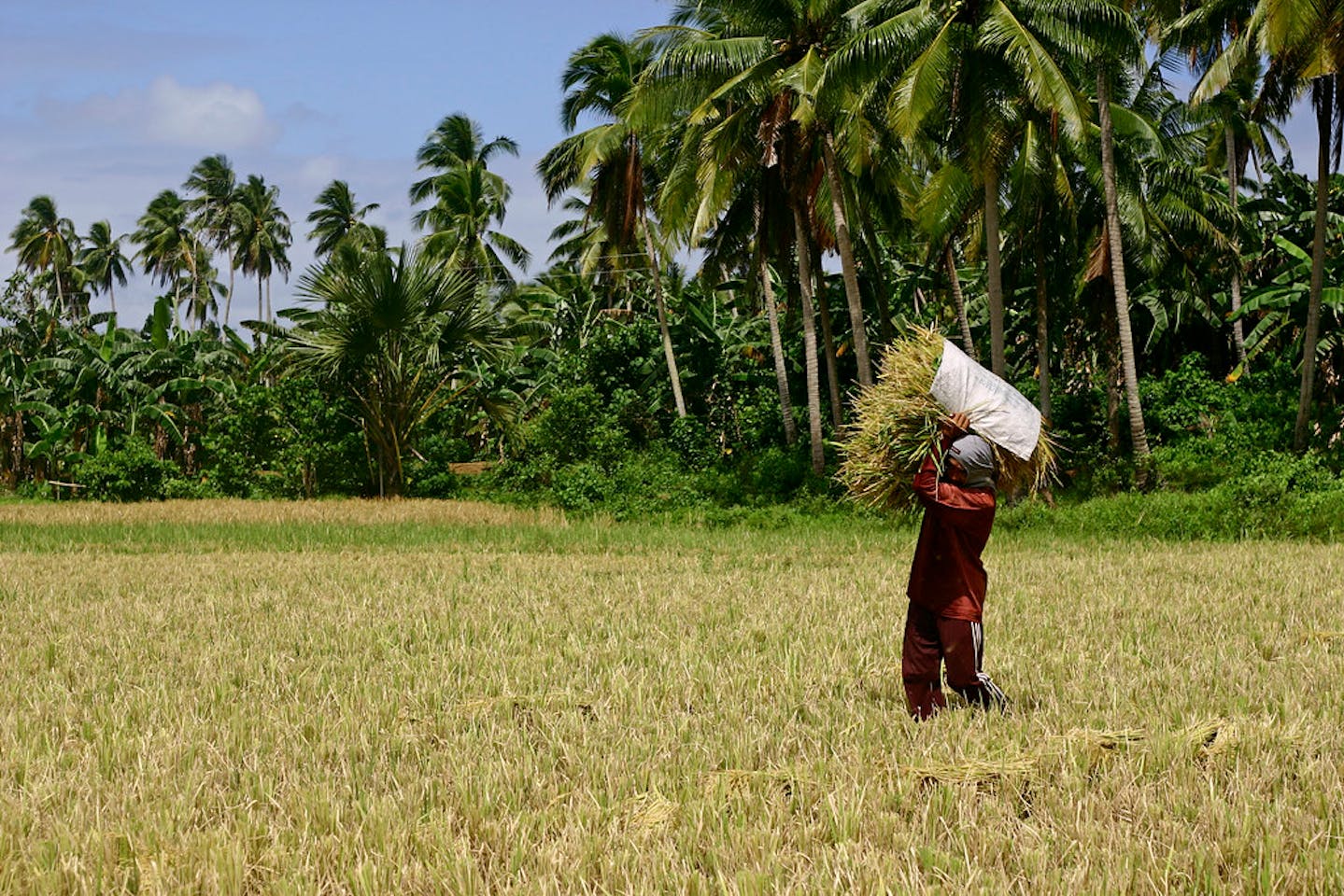 Man carrying bundle of rice in Quezon, Philippines