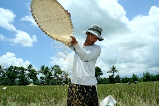 A farmer scatters rice grains in Sta. Cruz, Laguna, Philippines