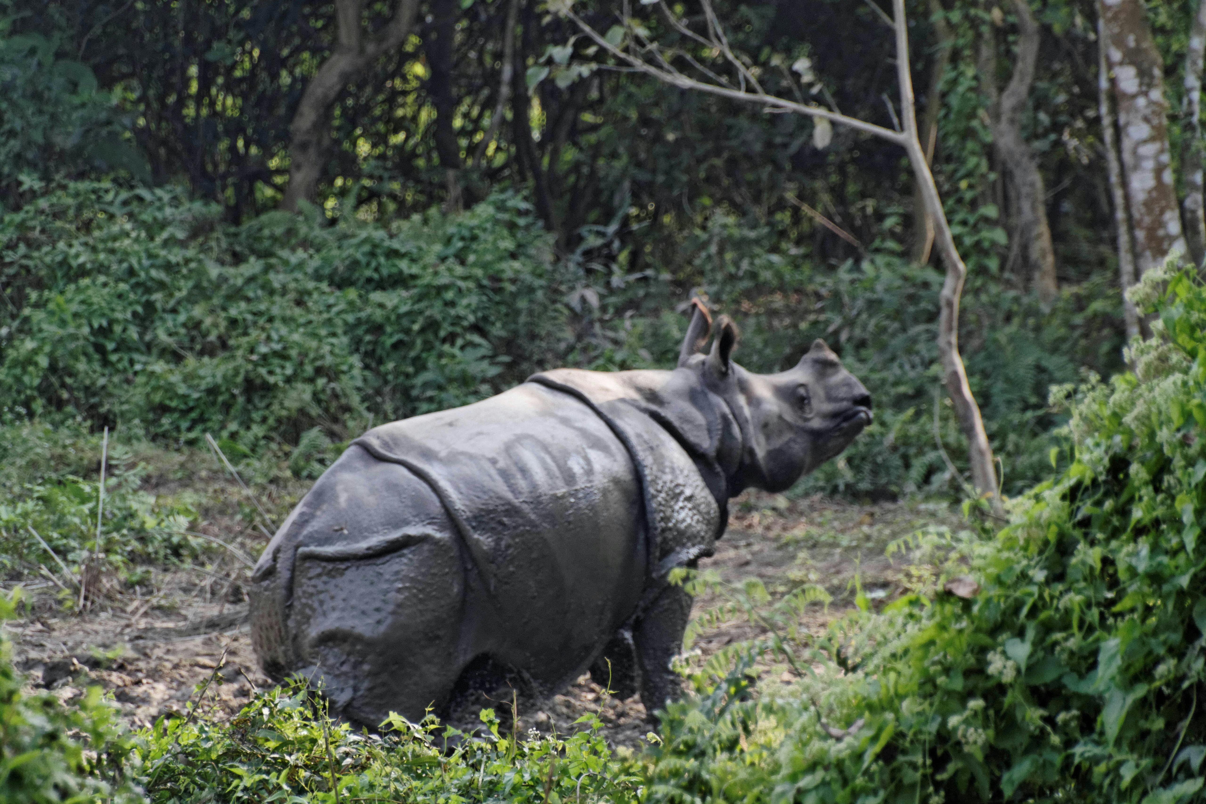 Rhino_Nepal_Park