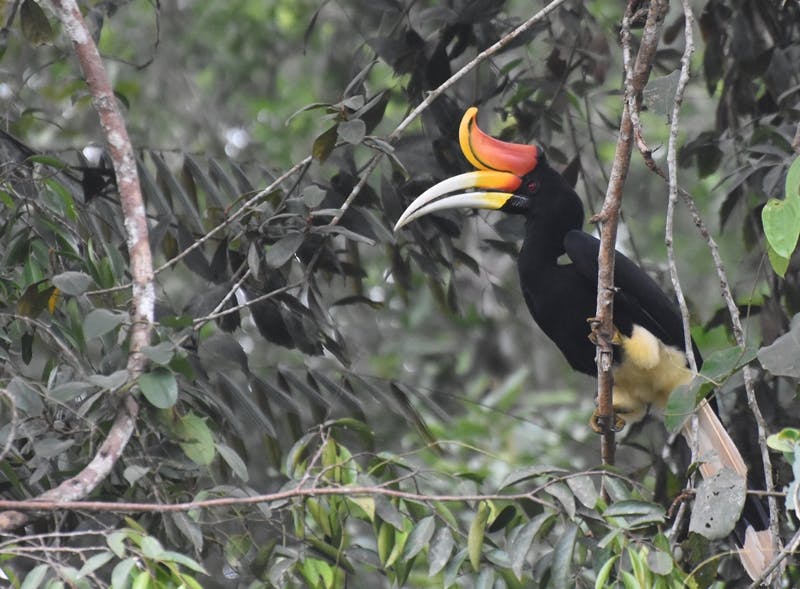A photo of a Rhinoceros Hornbill, native to the peat forests of the Kampar Peninsula and Padang Island in Riau Province, Indonesia.
