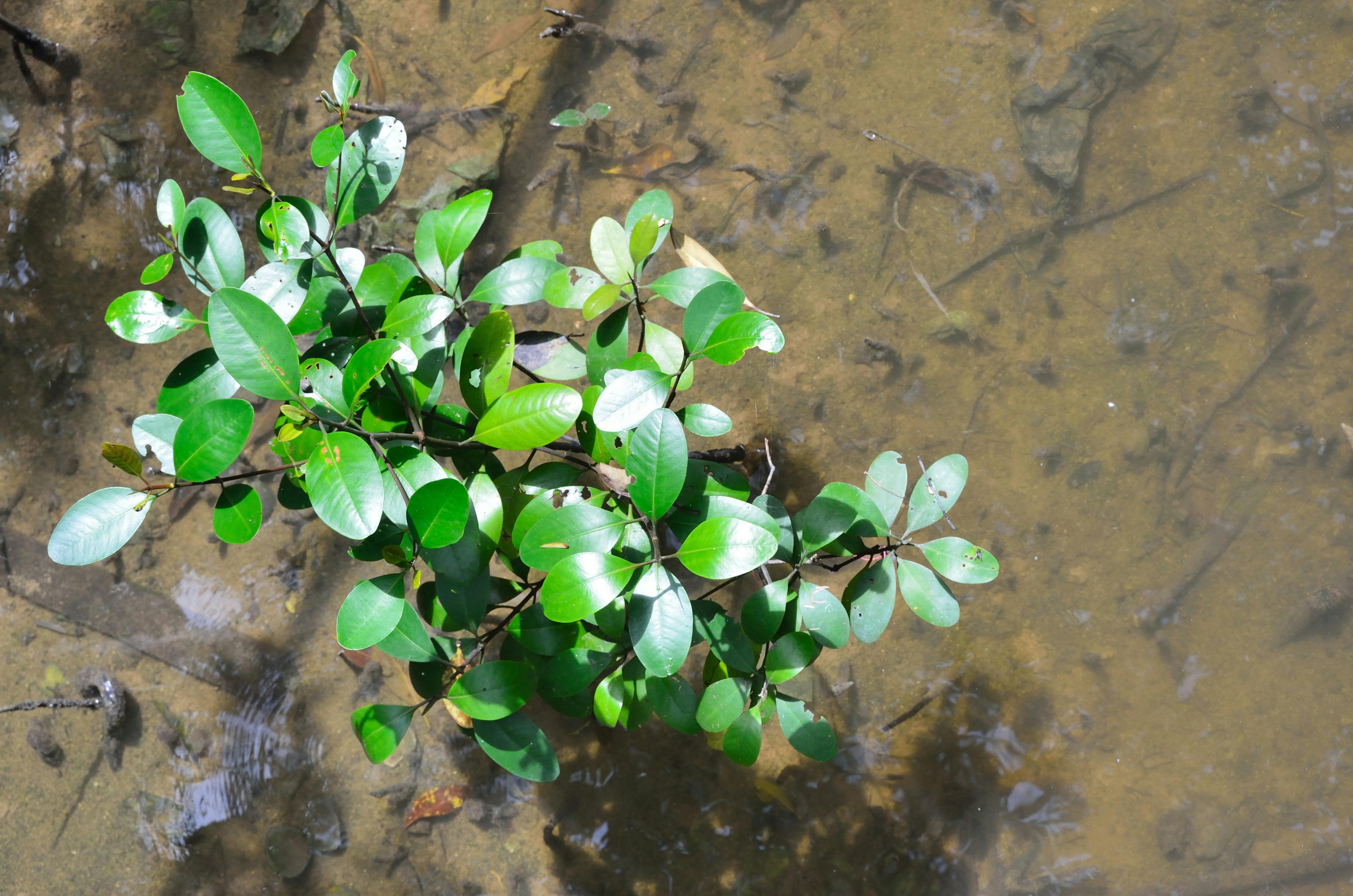 Forest_Tree_Degradation_Mangrove_Sapling