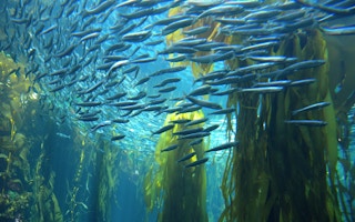 Kelp_Sardine_Conservation