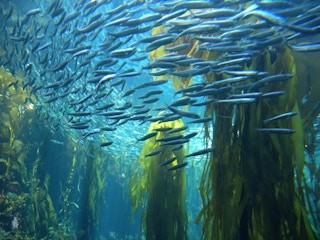 Kelp_Sardine_Conservation