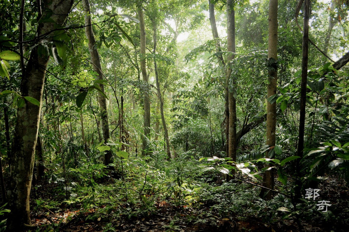 Singapore allows future rail line to cut beneath its largest nature reserve News | Eco-Business | Asia Pacific