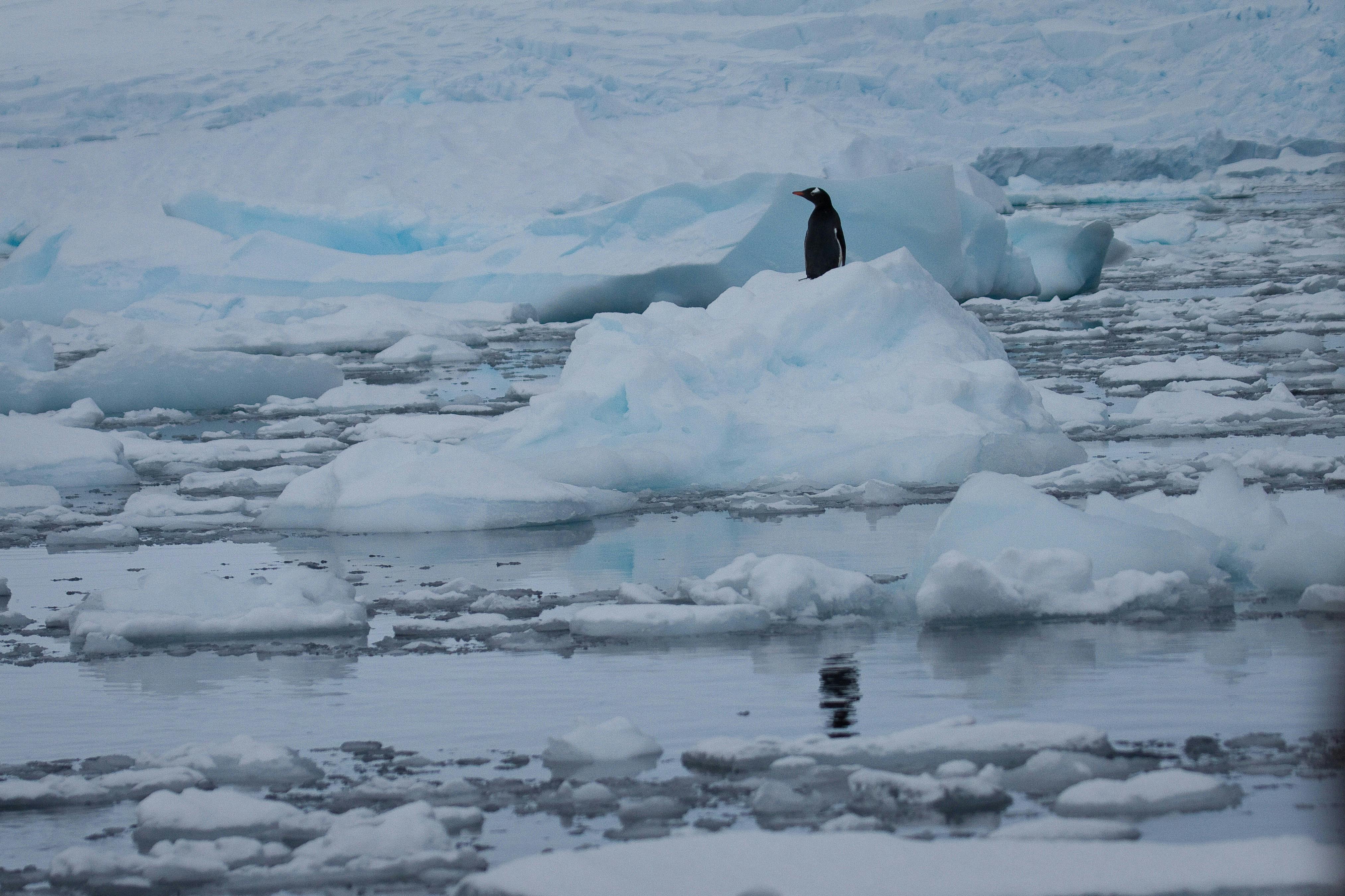 Gentoo_Penguin_Antartica