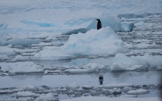 Gentoo_Penguin_Antartica