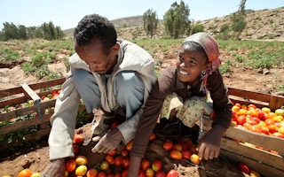 Tomato_Farm_Ethiopia