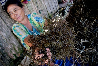 Seaweed_Philippines