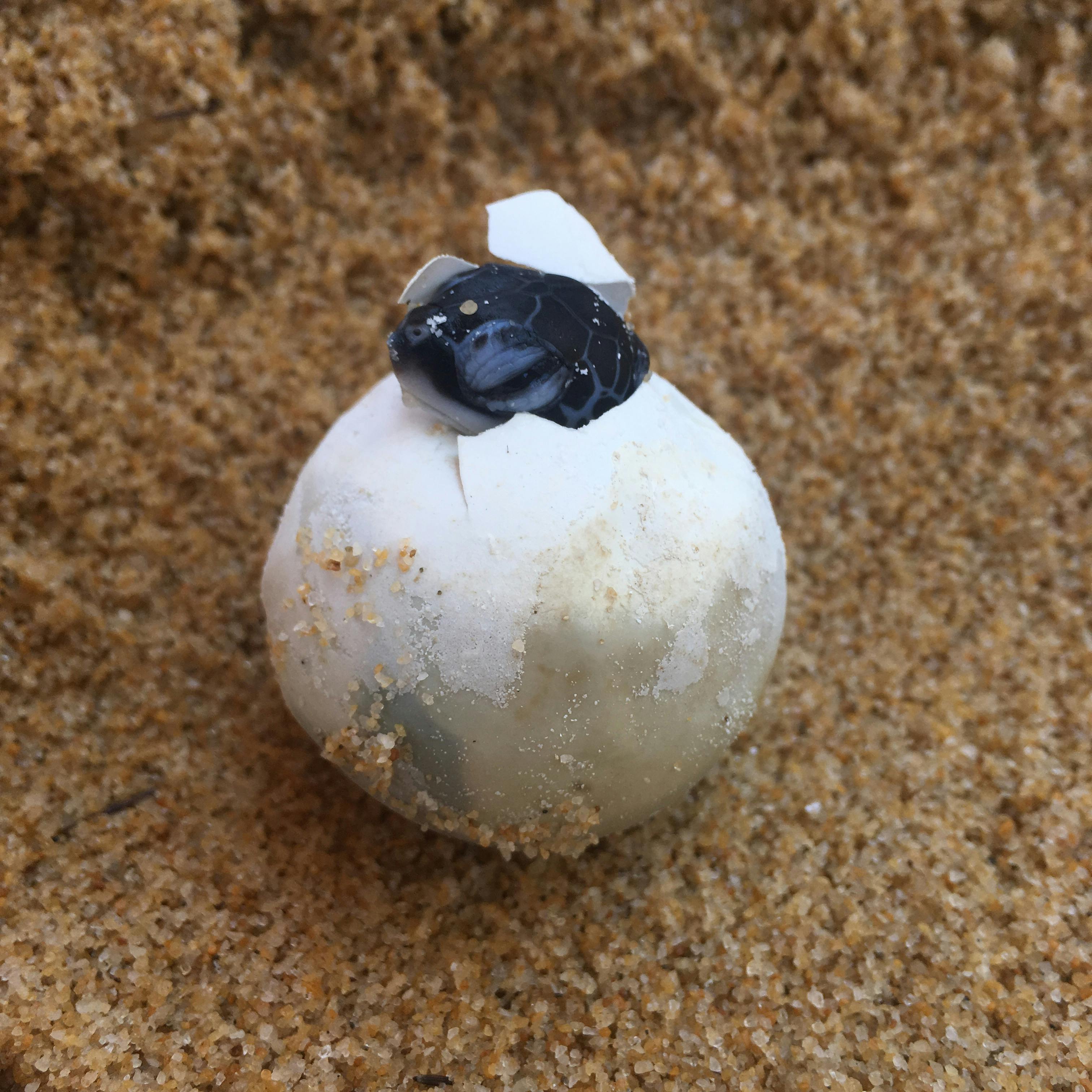 baby sea turtle pipping