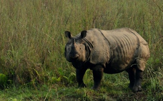 Chitwan_National_Park_Rhino