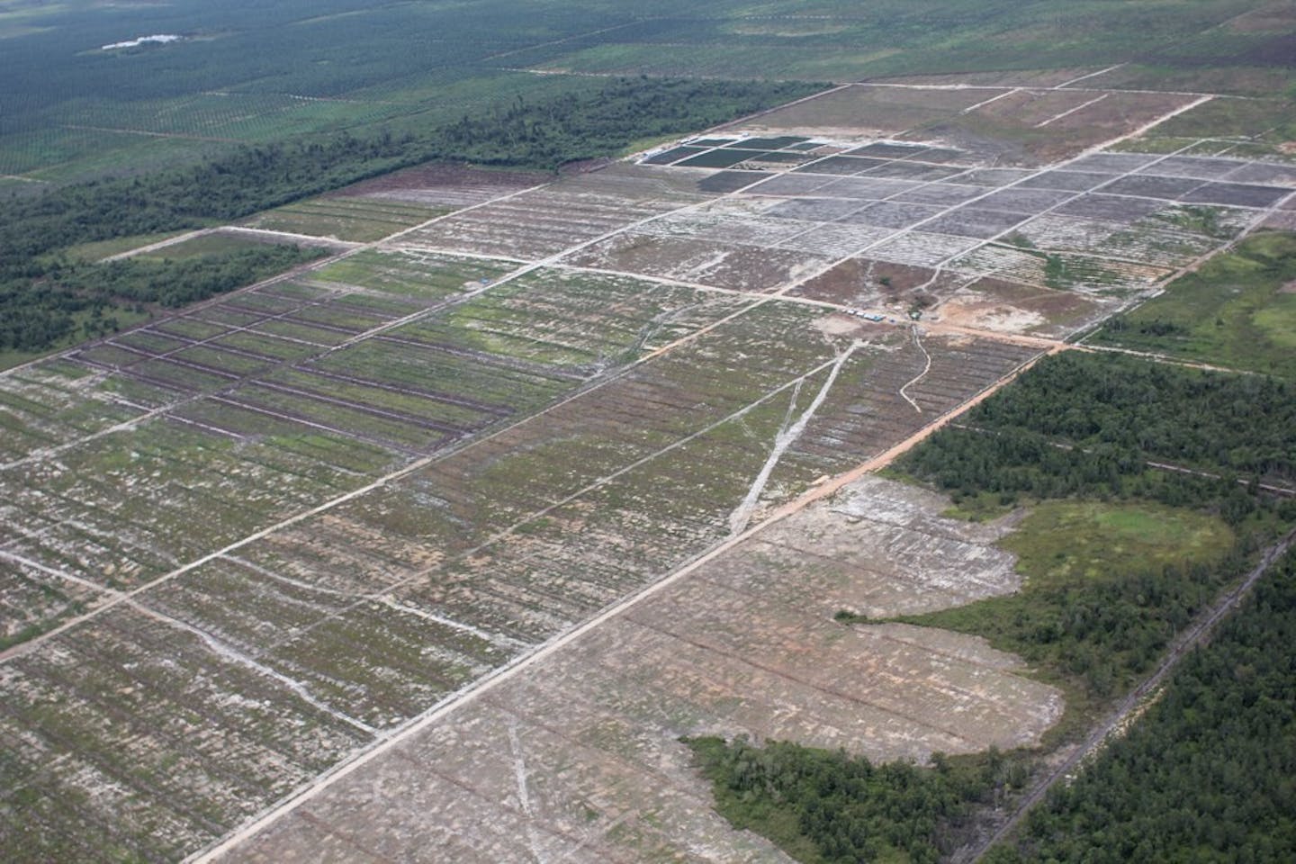 Deforestation for a palm oil plantation in Central Kalimantan, Indonesia