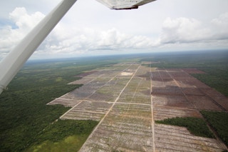 Aerial view of deforestation on peatland for palm oil plantation Indonesia