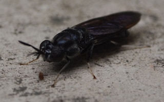 black soldier fly2