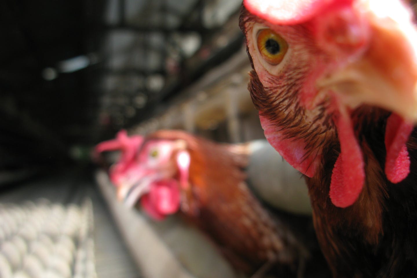hen in chicken farm