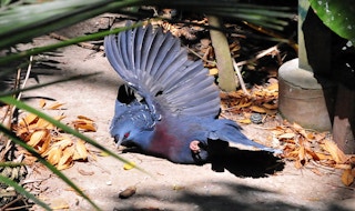 A Victoria crowned pigeon sunning
