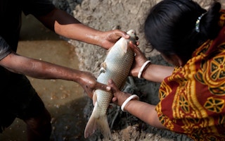 Tainted_Fish_Bangladesh