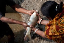 Tainted water: toxic waste, hormones, antibiotics pollute Bangladesh fisheries