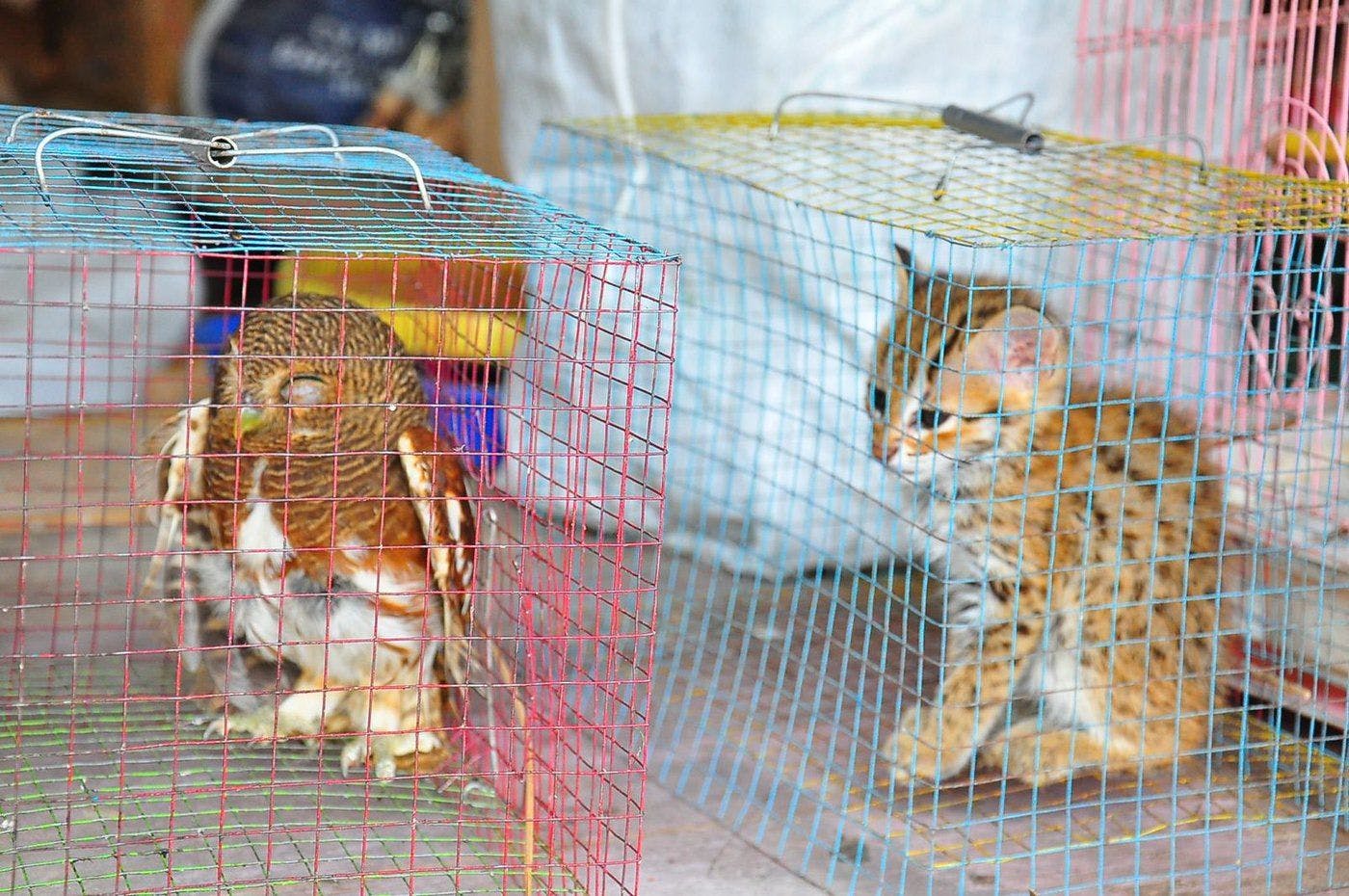 Indonesia's laws aren't effectively cracking down on rampant animal trafficking