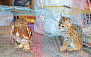 Indonesia's laws aren't effectively cracking down on rampant animal trafficking