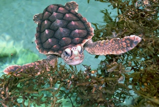 Turtle_Biodiversity