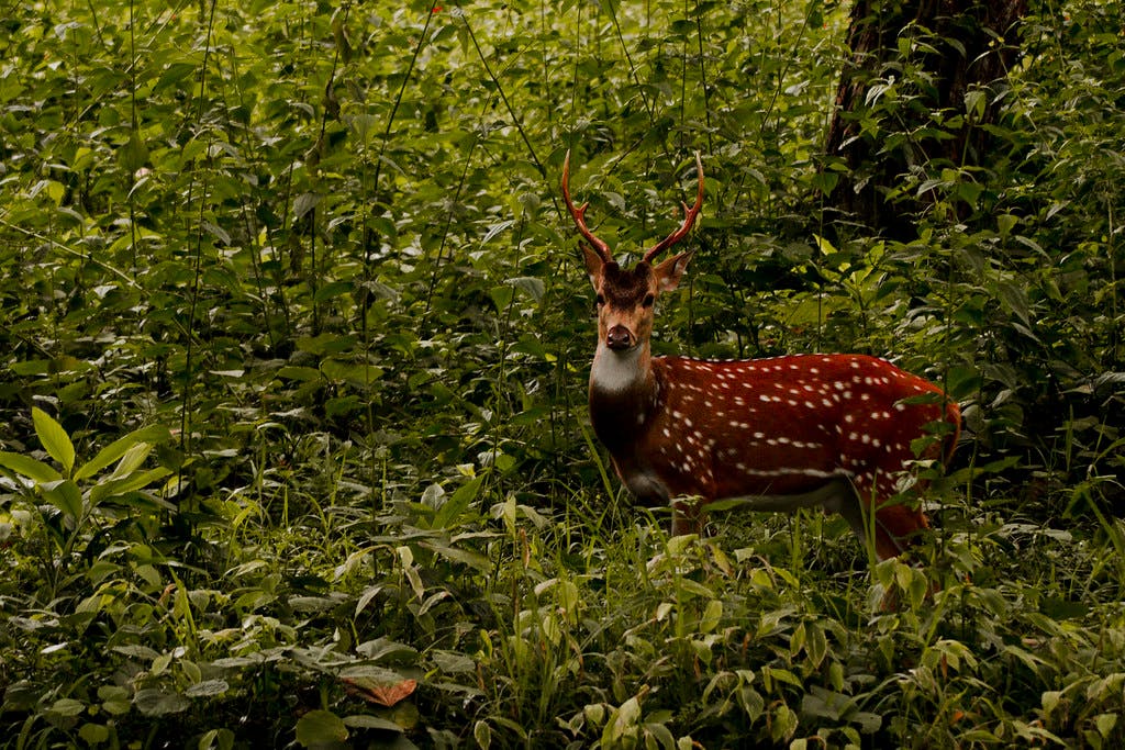 Chital_Deer_Bangladesh