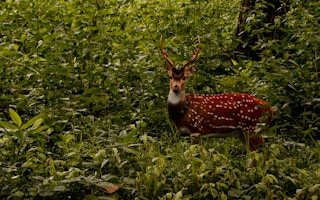 Chital_Deer_Bangladesh