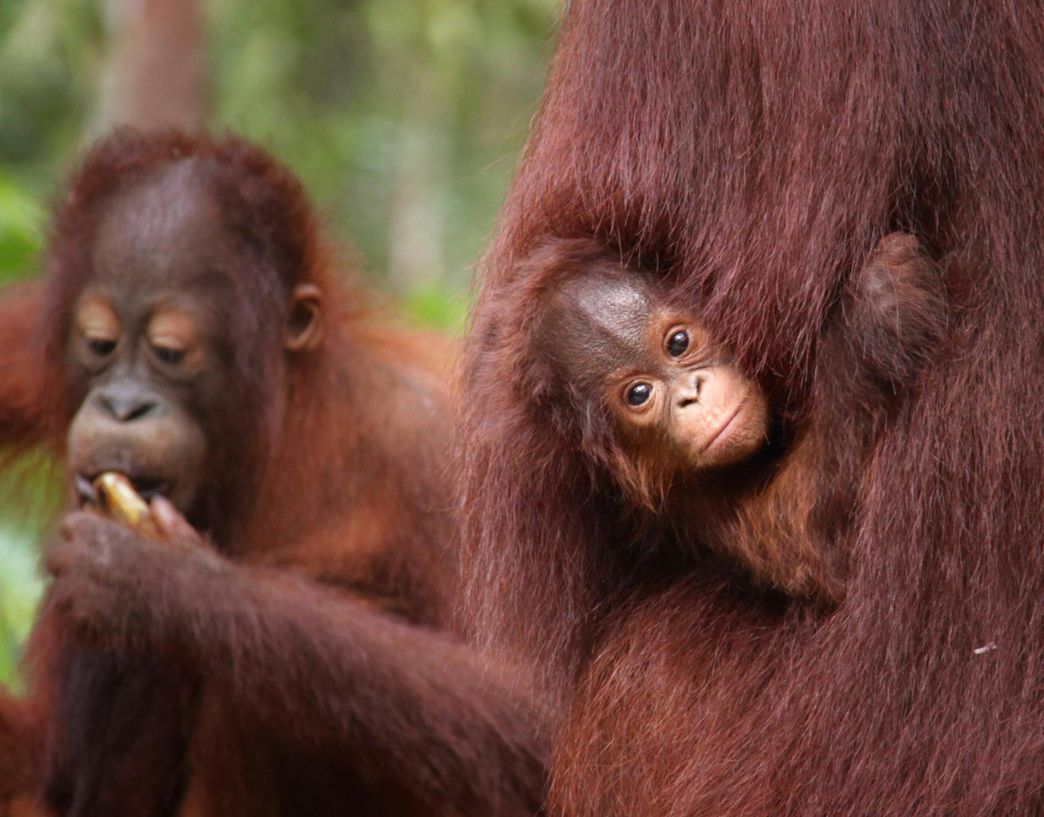 Orangutan_Baby_Indonesia