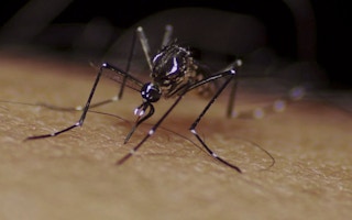 Mosquito_Pakistan