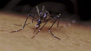 Mosquito_Pakistan