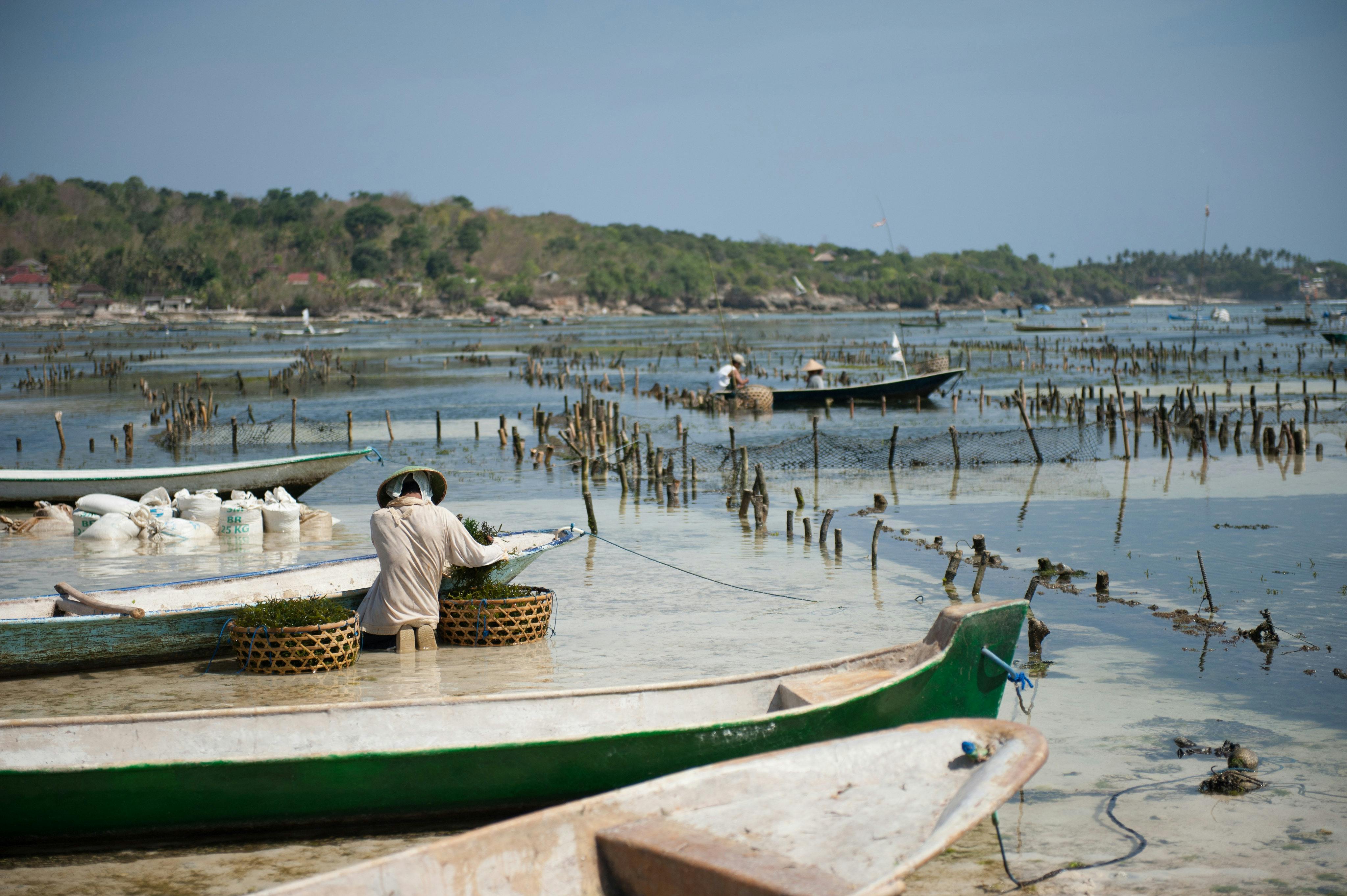 Seaweed_Farm_Bali_Indonesia