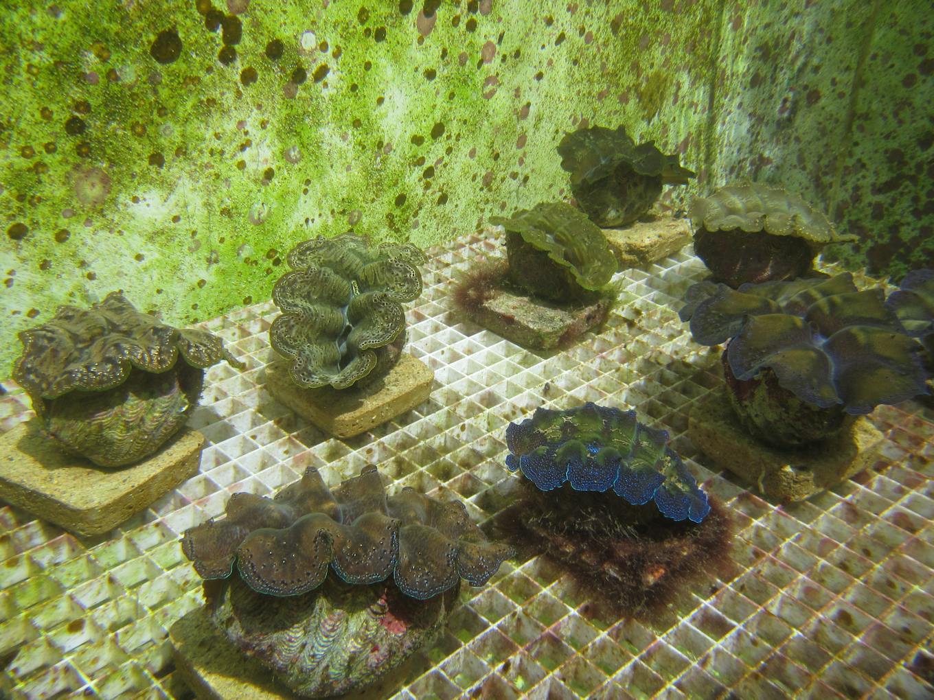 Boring giant clams_Tropical Marine Science Institute