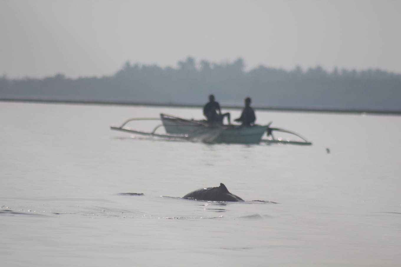 Irrawaddy Dolphin_8