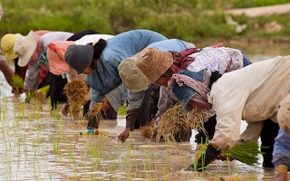 cambodian rice farmers