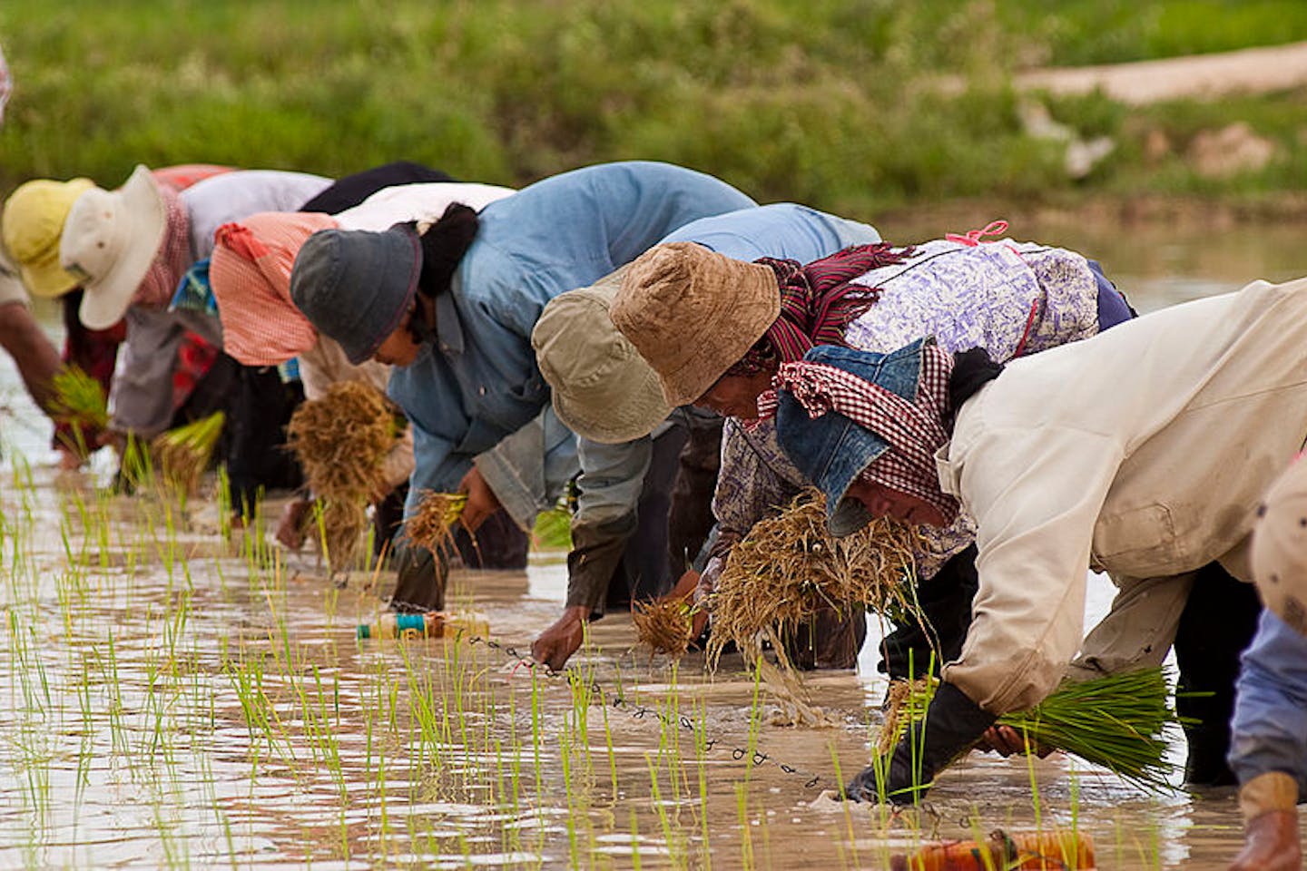 cambodian rice farmers