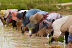 cambodian rice farmers