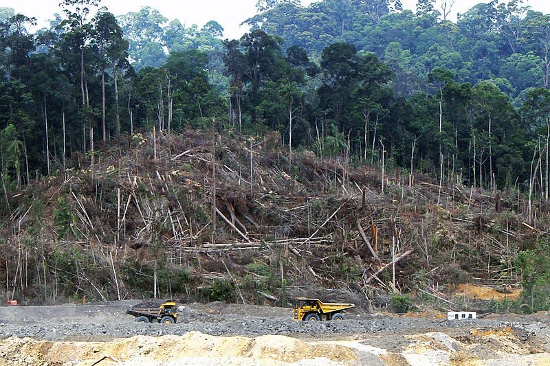 Deforestation in Borneo Indomet