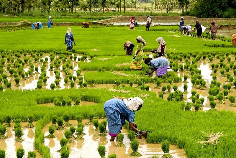 What Does The Future Of Climate-resilient Rice Look Like? | News | Eco ...