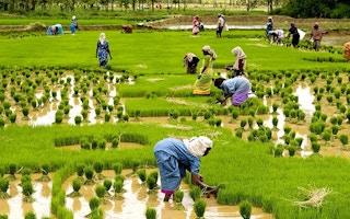 rice farmers in Kuttanad, india