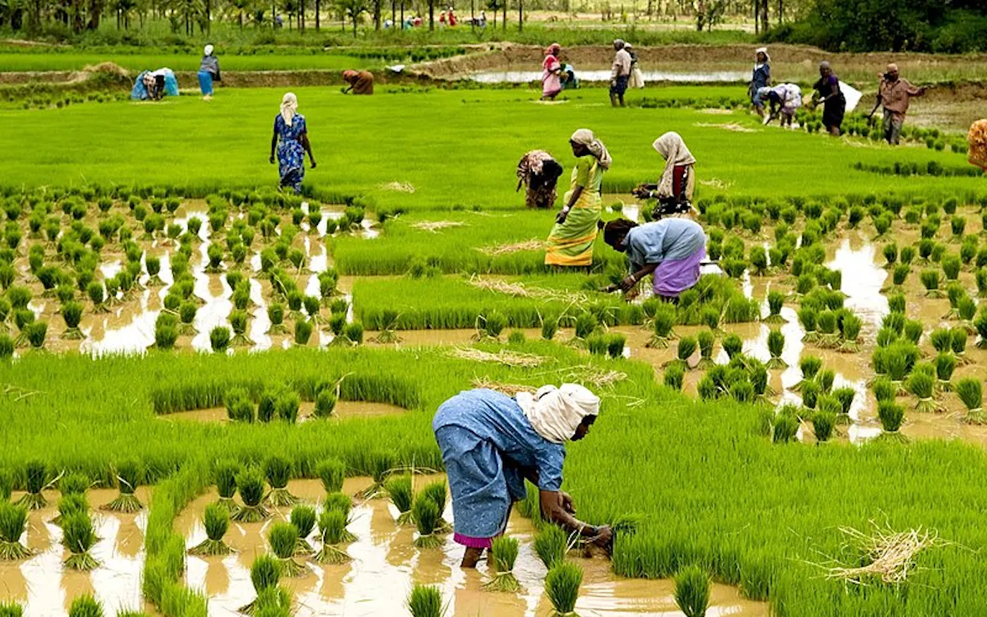 What does the future of climate-resilient rice look like? | News | Eco ...