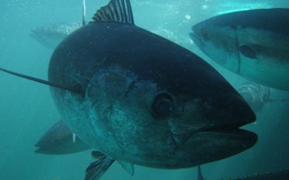 Tuna_Fishing_Deep_Sea_Mining