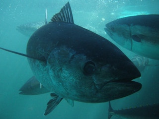 Tuna_Fishing_Deep_Sea_Mining