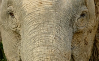 Pygmy_Elephant_Sabah_Borneo