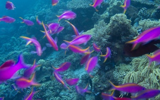 coral reef landscape in Komodo National Park in Indonesia