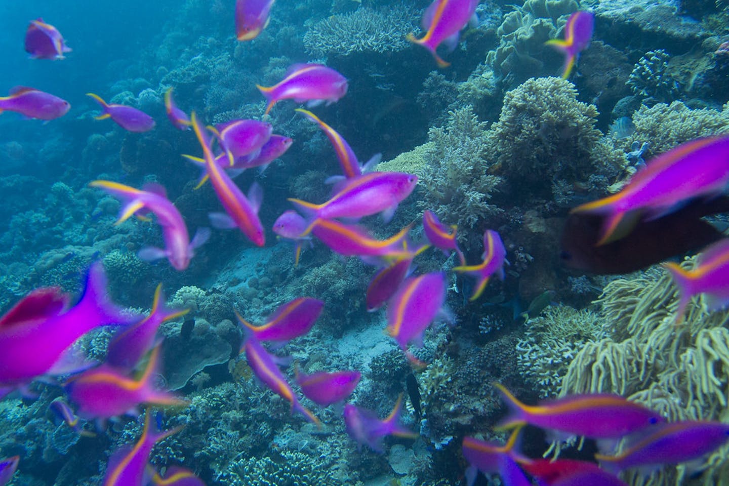 coral reef landscape in Komodo National Park in Indonesia