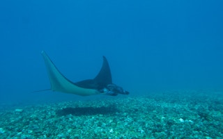 manta ray indonesia