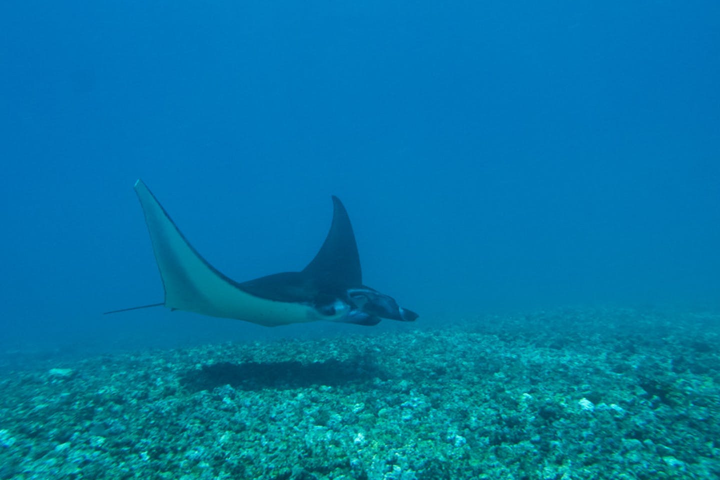 manta ray indonesia