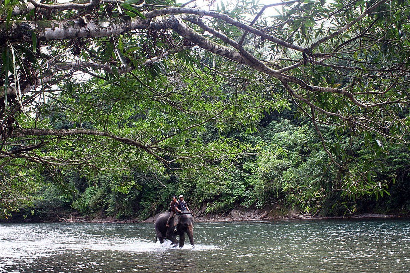 Members of Indonesia's Conservation Response Unit working alongside endangered elephants in the Genung Leuser National Park